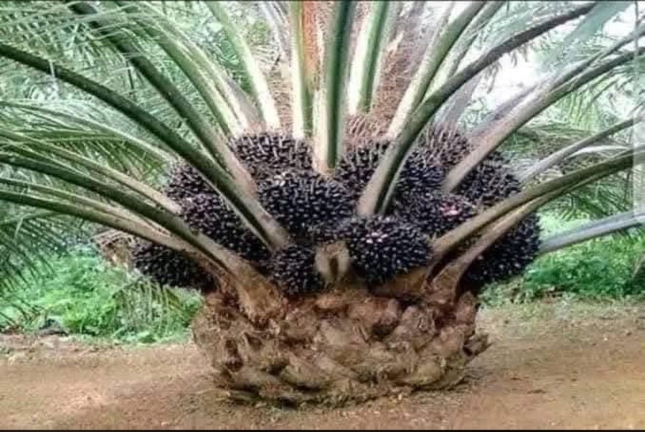 5a3e3911-3b9b-4aa1-8ed5-19d9d5519187