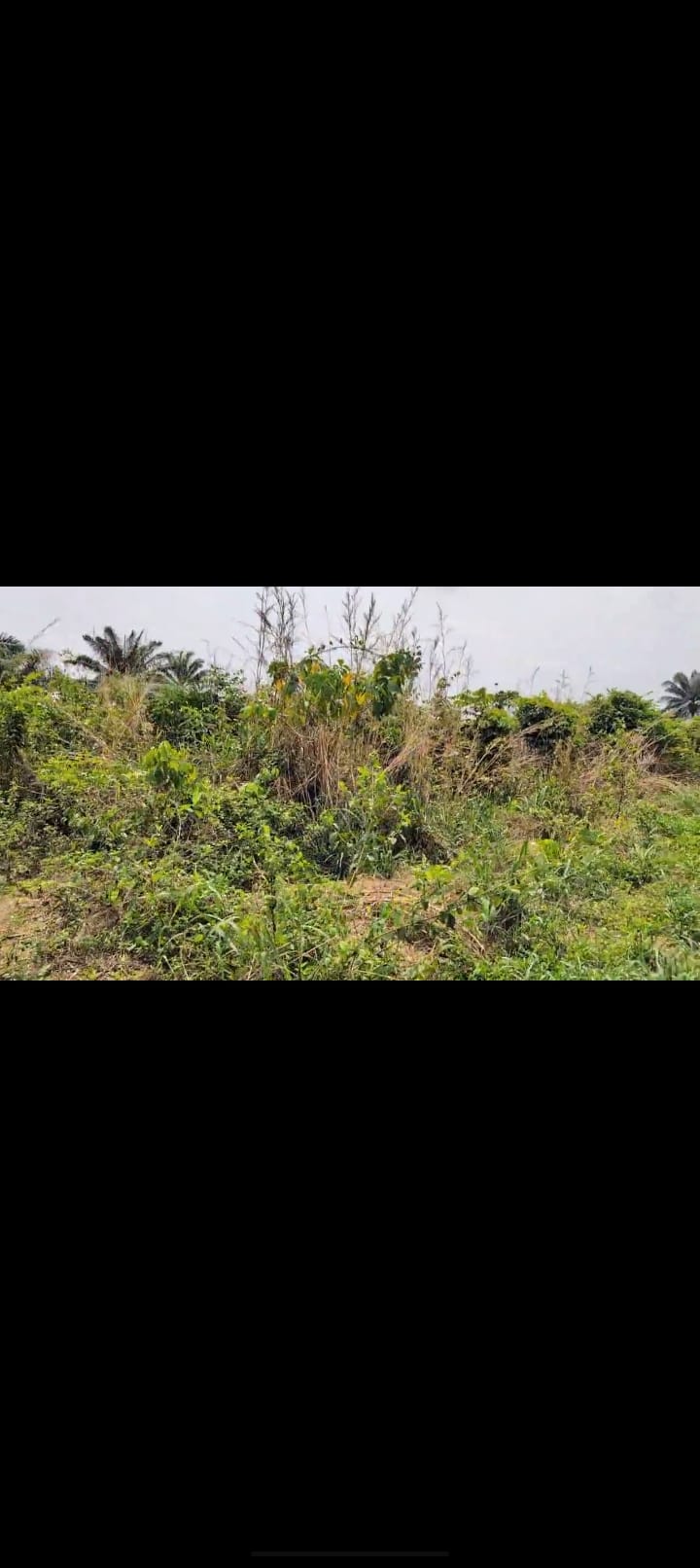 Screenshot_2025-03-06-17-50-31-15_99c04817c0de5652397fc8b56c3b3817