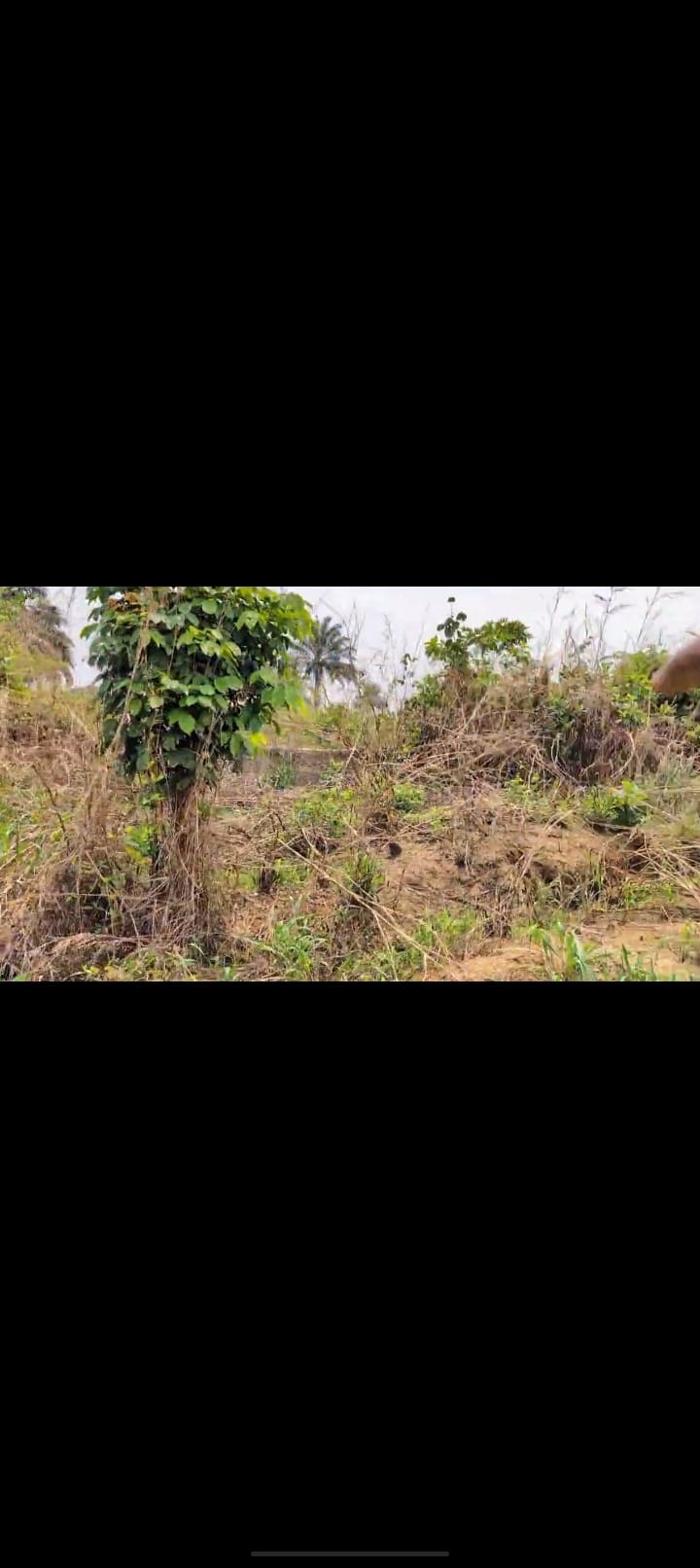 Screenshot_2025-03-06-17-50-36-48_99c04817c0de5652397fc8b56c3b3817