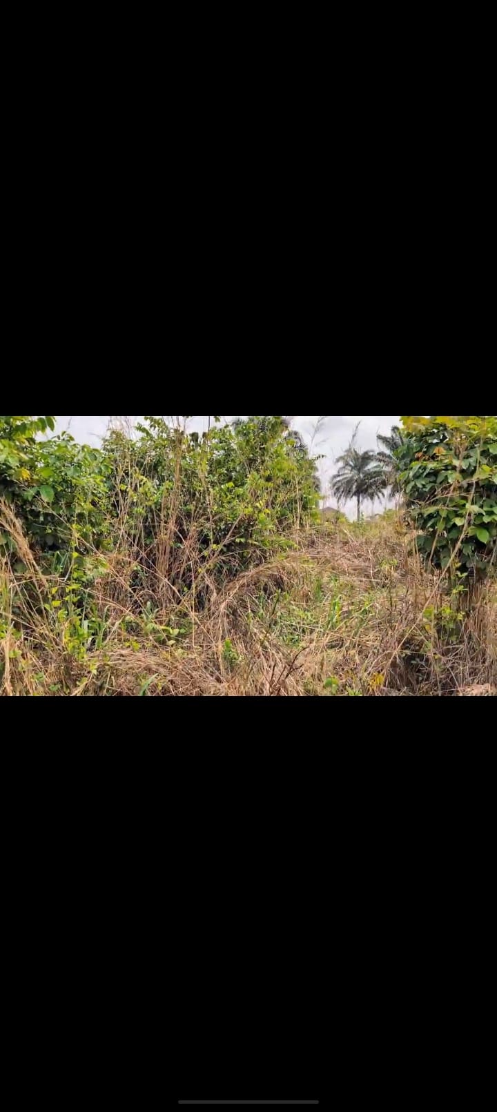 Screenshot_2025-03-06-17-50-48-58_99c04817c0de5652397fc8b56c3b3817