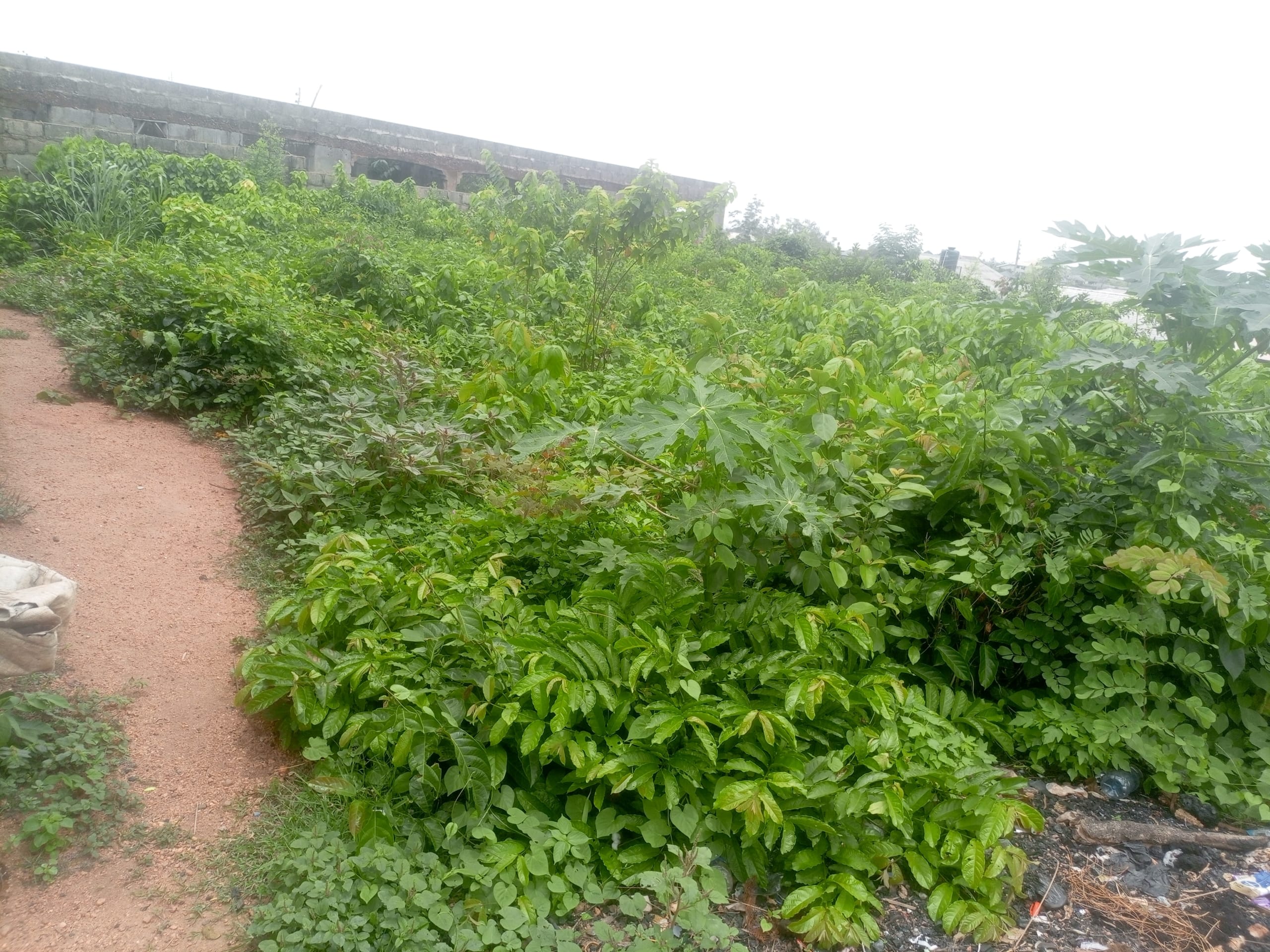 IMG_20250331_125220_337