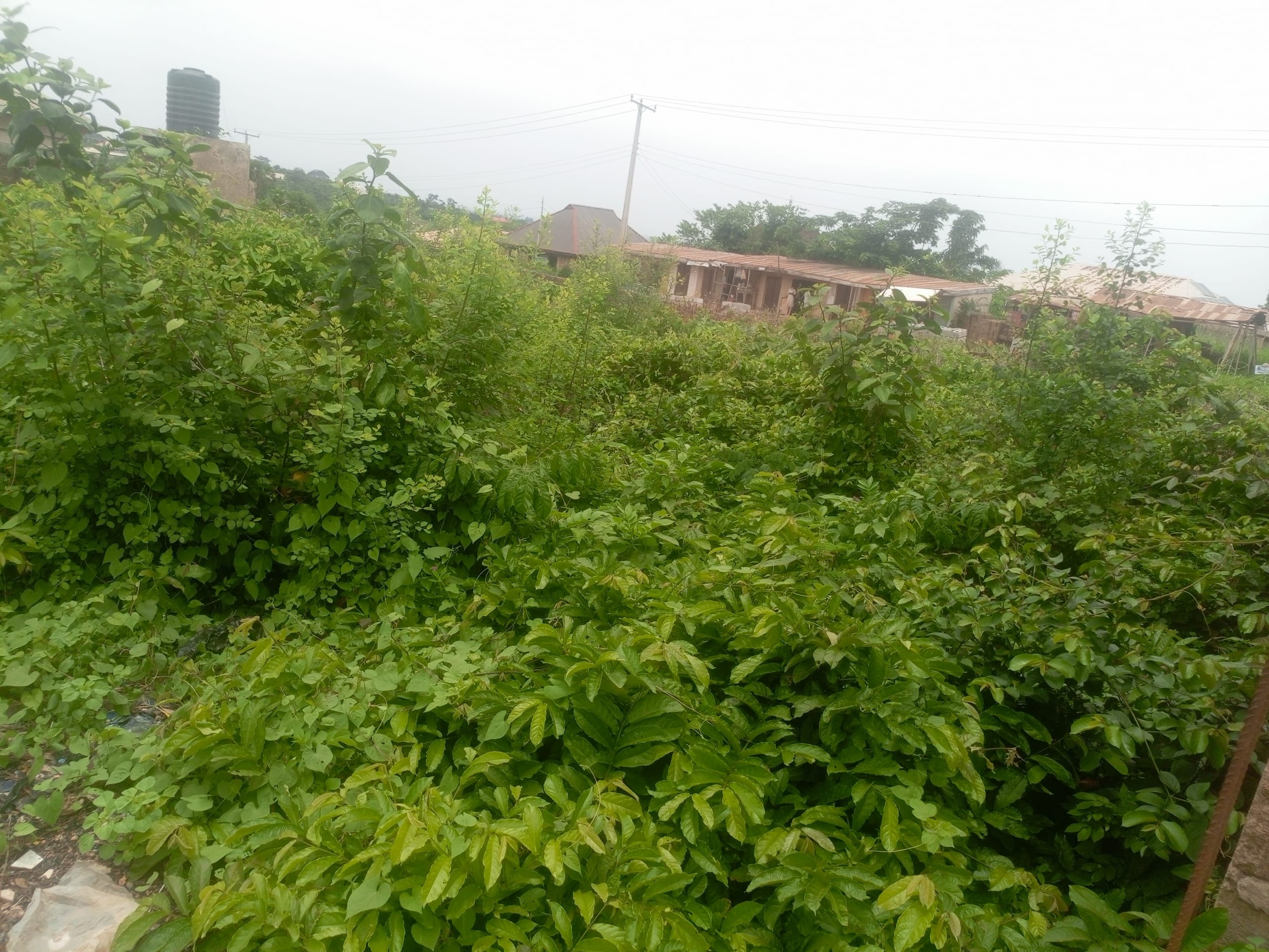 IMG_20250331_125226_790