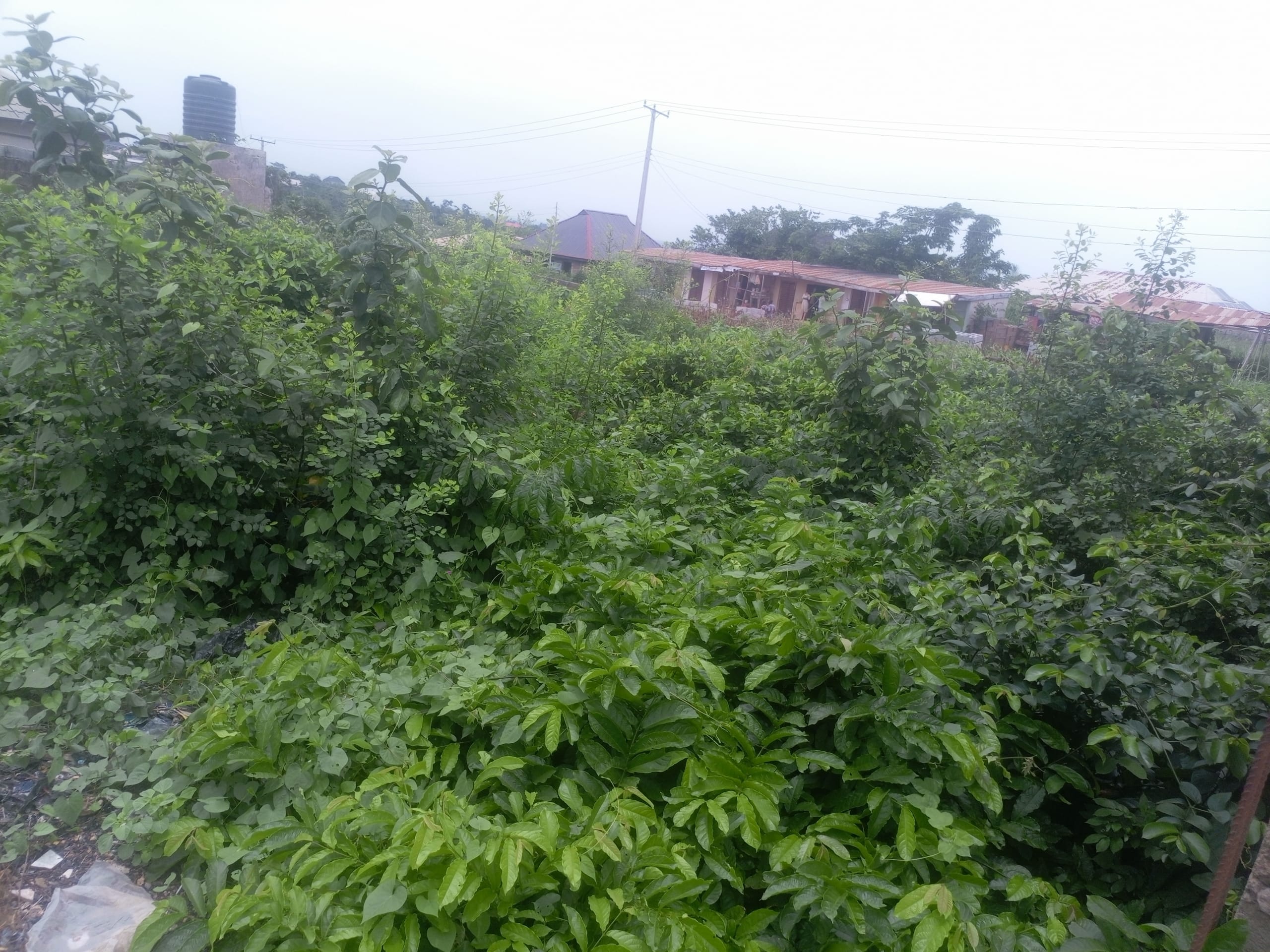 IMG_20250331_125228_049