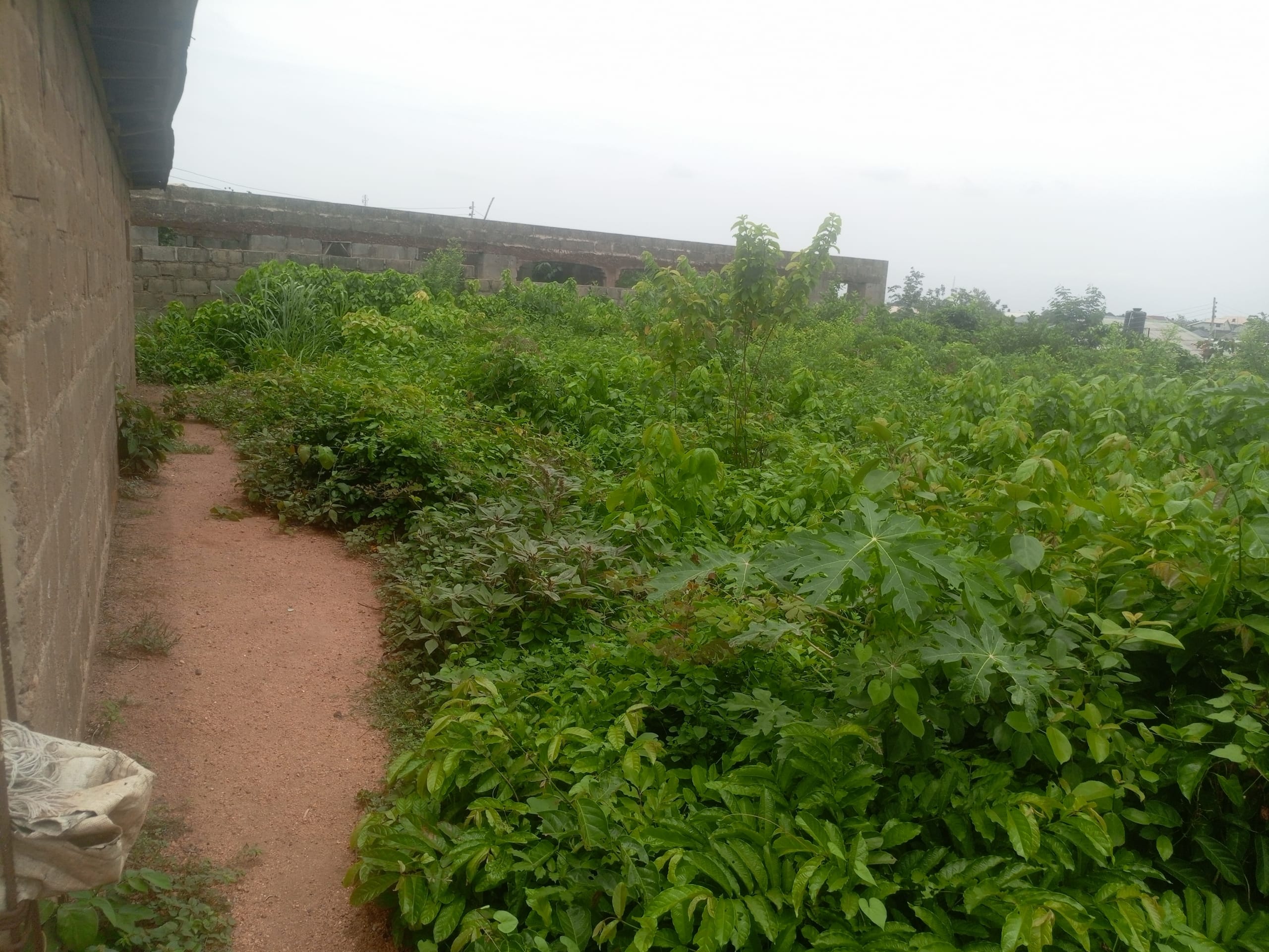 IMG_20250331_125238_726