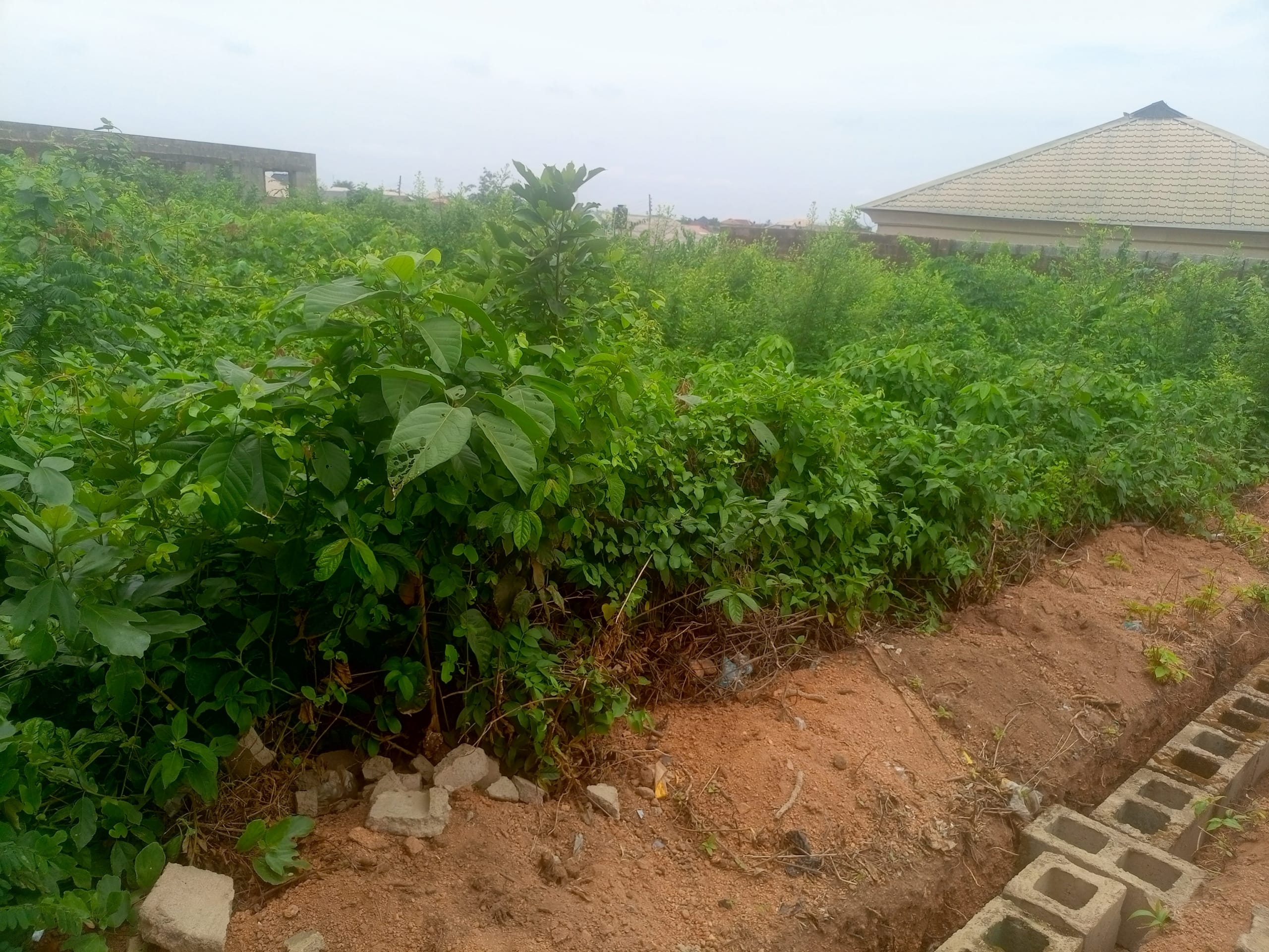 IMG_20250331_125334_835