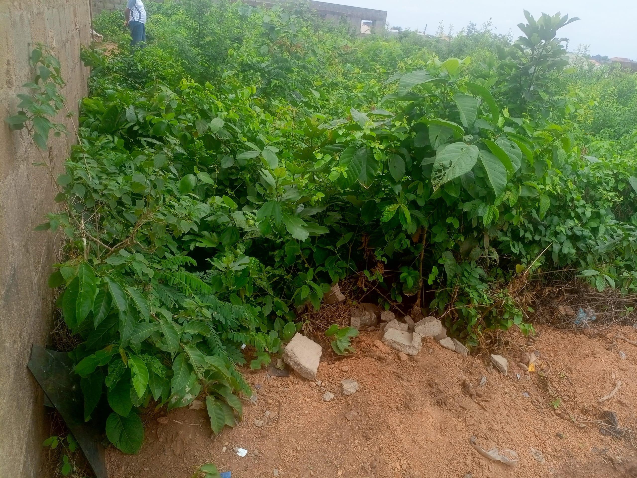 IMG_20250331_125341_686